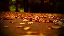 Landscape depth of field leaves Custom Gaming Mat Desk picture