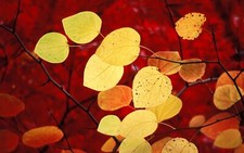 Landscape nature leaves plants yellow red macro Custom Gaming Mat Desk picture