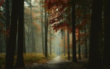 Landscape nature forest mist path trees morning Custom Gaming Mat Desk picture