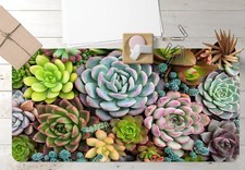 3D Color Succulent  8 Non-slip Office Desk Mouse Mat Keyboard Game picture