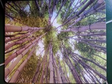 Landscape scenery Bamboo trees Anti slip COMPUTER MOUSE PAD 9 X 7inch  picture