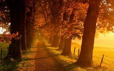 Landscape fall oak trees connecticut path outdoors Custom Gaming Mat Desk picture