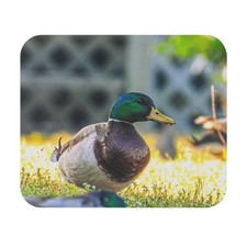 Mallard Duck Mouse Pad | Duck Photograph Desk Mat picture