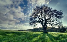 Landscape field trees dappled sunlight Custom Gaming Mat Desk picture