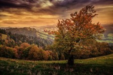 Landscape trees fall Custom Gaming Mat Desk picture