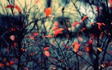 Landscape fall nature twigs leaves Custom Gaming Mat Desk picture