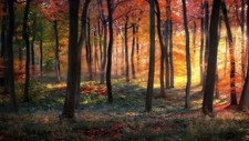 Landscape nature forest fall grass colorful trees shrubs Custom Gaming Mat Desk picture