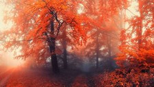 Landscape forest nature mist fall plants colorful Custom Gaming Mat Desk picture