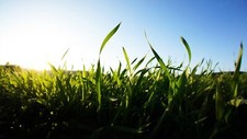 Landscape grass blurred depth of field nature green Custom Gaming Mat Desk picture