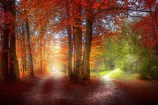 Landscape grass path red green orange nature trees fall Custom Gaming Mat Desk picture
