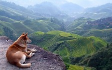 Landscape terraced field dog animals rocks hills Custom Gaming Mat Desk picture