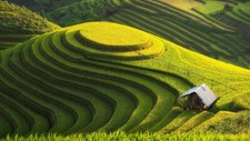 Landscape field rice fields agro plants Custom Gaming Mat Desk picture
