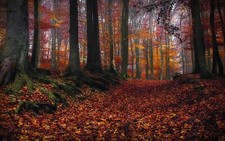 Landscape nature leaves forest roots trees fall path Custom Gaming Mat Desk picture