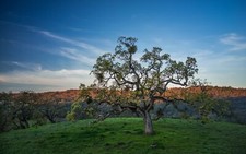 Landscape nature morning trees spring field Custom Gaming Mat Desk picture